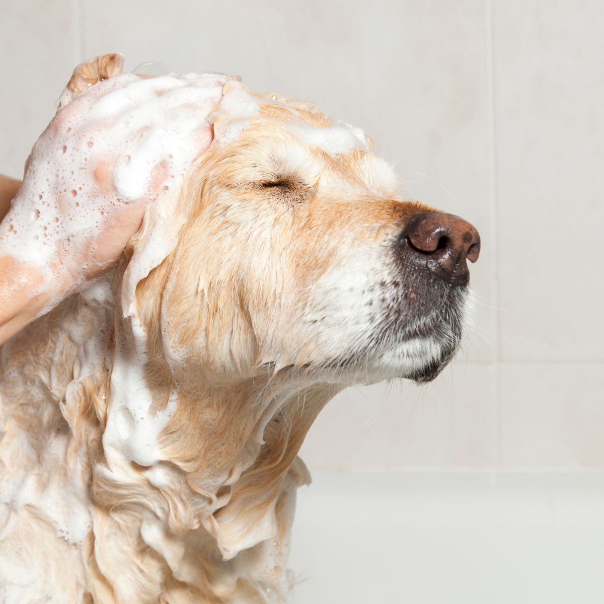 Pet Care Dog Being Bathed